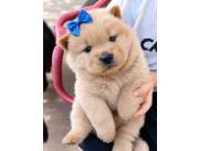 CHOW CHOW HEMBRA Y MACHO