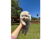 Pomerania Lulú 100%PUROS