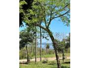 Vendo terreno en Madre Selva - Ciervo Kua, San Bernardino