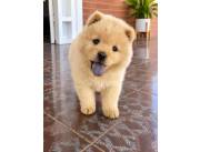 Chow chow hembra y macho